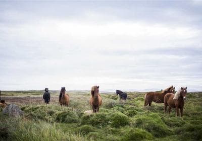 Video testimonial from Shauna Murphy, Marketing VP at Real Estate Group